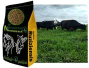 1kg Sementes de brachiaria Ruziziensis excelente para formar uma pastagem resistente