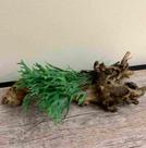 2 Buquê de Chifre de Veado Planta Artificial com Folhagem Exótica e Elegante Decoração Suspensa