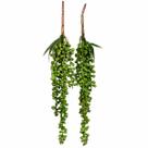 2 Folhagem Verde Planta Jardim Vertical Suculenta Real