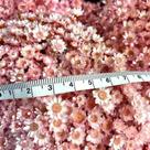 2 Maços Florzinha Sempre Viva Rosa I Flores Desidratadas