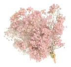 2 Mini Buques De Gypso Mosquitinho I Flores Desidratadas Rosa