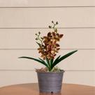 2 Orquídeas Artificiais 60x40 para Decoração Moderna em Festas, Eventos e Casamentos - DE2123