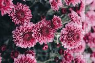 2 Quebra-Cabeças 60 peças Flores para Mentes Inteligentes