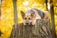 2 Quebra-Cabeças Inclusivos 40 peças Lindos Cães para Mentes Inteligentes