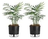 2 Vaso Autoirrigável Terrazzo 02 Reservatório Horta Flor Raiz