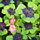 20 bulbos de Oxalis Trevo-de-Quatro-Folhas Iron Cross para plantar, boa sorte