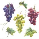 20 Guardanapos Decoupage Ambiente Uvas de Vinho