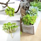 20 suculentas artificiais em silicone Planta artificial preço atacado p/ jardim vertical e decoração