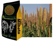 20kg de Campim Milheto ótimo para bovinos, equinos, caprinos, exelente na qualidade do solo