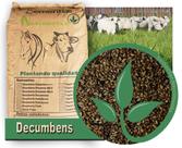 20kg Sementes Brachiaria Decumbens (braquiarinha) pastagem resitente a sombra e combate a erosão 20kg Sementes Brachiaria Decumbens (braquiarinha) pastagem resitente a sombra e combate a erosão