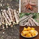 25 - Ramas de mandioca manteiga, precoce - colheita com 6 Meses