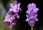 25 Sementes de Lavanda