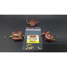 25 Sementes Verdadeiras Carolina Reaper Chocolate