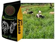 2kg Sementes Capim Aruana excelente pastagem para caprinos/ equinos /bovinos