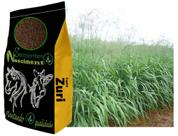 2kg Sementes capim zuri para formar pastagem forte e resistente