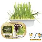 2un Graminha iPet Green Digestive Grass para Cães 50g
