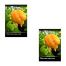 2X Semente Pimenta Arara Trinidad Scorpion Amarela FELTRIN