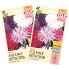 2X Sementes Aster da China Pluma de Avestruz Sortida ISLA
