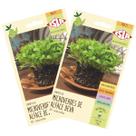 2X Sementes Brotos Microverdes de Alface Deva ISLA