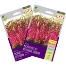 2X Sementes Brotos Microverdes de Beterraba Shankar Super