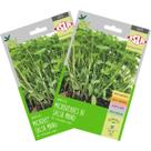 2X Sementes Brotos Microverdes de Salsa Manu Super ISLA 2X Sementes Brotos Microverdes de Salsa Manu Super ISLA
