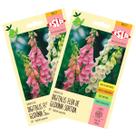2X Sementes de Digitalis/Flor de Gloxinia (Sortida) ISLA 2X Sementes de Digitalis/Flor de Gloxinia (Sortida) ISLA