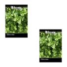 2X Sementes de Hortelã ou Menta Piperita FELTRIN 2X Sementes de Hortelã ou Menta Piperita FELTRIN