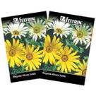 2X Sementes de Margarida Africana Sortida FELTRIN