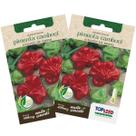 2X Sementes de Pimenta Cambuci (Chapéu de Bispo) TOPSEED