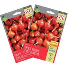 2X Sementes de Pimenta Iracema (Biquinho Vermelha)Super ISLA 2X Sementes de Pimenta Iracema (Biquinho Vermelha)Super ISLA