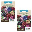 2X Sementes de Verbena Grandiflora Sortida TOPSEED