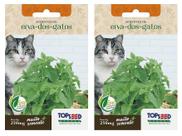 2X Sementes Erva Dos Gatos (Nepeta Cataria) Catnip TOPSEED
