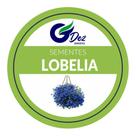 3.000 Sementes de Lobélia Azul Para Vasos e Jardim