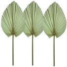 3 Folhas Latania Leque Natural Desidratada Pena Grande 1M Decoração Painel
