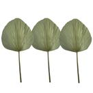 3 Folhas Latania Leque Natural Desidratada Redonda Grande 1M