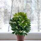 3 Plantas Artificiais Premium com Folhas de Toque Macio e Visual Natural para Ambientes - DE1123 3 Plantas Artificiais Premium com Folhas de Toque Macio e Visual Natural para Ambientes - DE1123