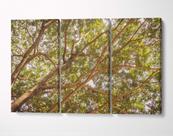 3 Quadros em Tecido Canvas Árvore Galhos e Folhas Verdes Céu
