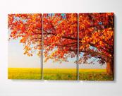 3 Quadros em Tecido Canvas Árvores Vermelha Natureza Sol 04 3 Quadros em Tecido Canvas Árvores Vermelha Natureza Sol 04