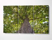 3 Quadros em Tecido Canvas Floresta Grande Árvore Verde Tree