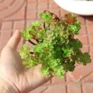 3 suculentas delicadas silicones 13cm planta artificial bonsai decoração enfeites não acompanha vaso - DE8863VD