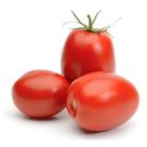 300 Sementes de Tomate Italiano para Molhos 300 Sementes de Tomate Italiano para Molhos