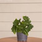 4 Hastes Decorativa Caladium Artificial Verde Para Ambientes 4 Hastes Decorativa Caladium Artificial Verde Para Ambientes