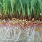 4 Kits Hidroponia (Milho/Aveia) Alimento Pecuária BioFeed F2