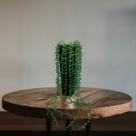 4 Pendente de Senécio Planta Artificial em Silicone com Folhagem Verde Pronta para Uso - DE0321