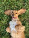 4 Quebra-Cabeça Cognitivo Reabilitação Idosos Cachorro 40 pc
