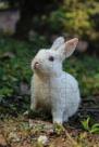 4 Quebra-Cabeças Coelhos Diversão Inclusiva E Inteligente 60