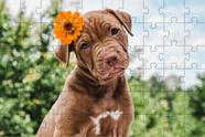 4 Quebra-Cabeças de Cachorros Diversão Inclusiva e Inteligente 60 peças