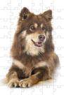 4 Quebra-Cabeças Dogs animados Educação Inteligente 60 peças
