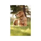 4 Quebra-Cabeças Dogs animados Educação Inteligente 60 peças