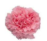 40 Sementes De Cravo Chabaud Dobrado Rosa